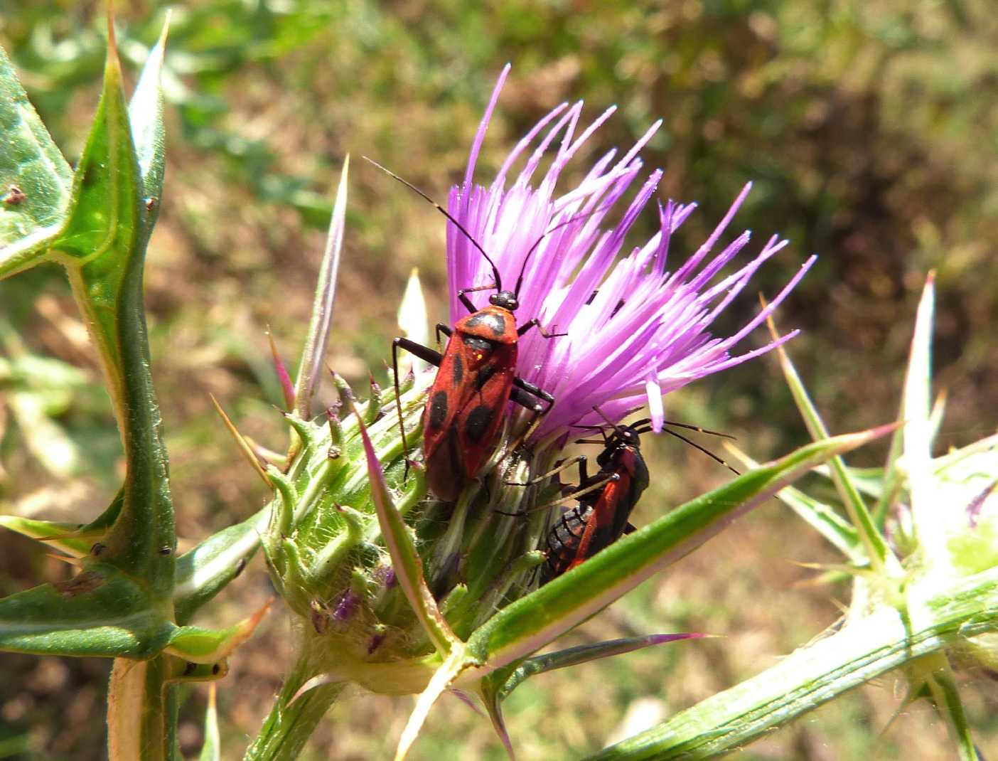 Miridae: Calocoris nemoralis e sue forme del Lazio